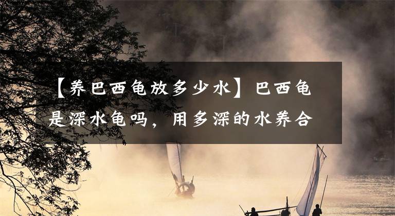 【养巴西龟放多少水】巴西龟是深水龟吗，用多深的水养合适