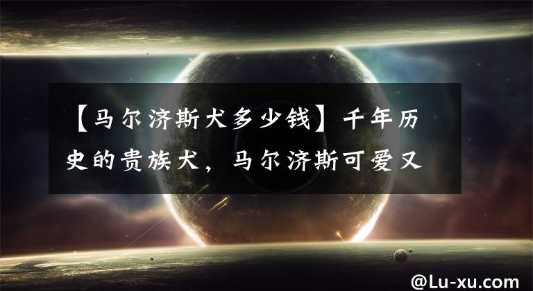 【马尔济斯犬多少钱】千年历史的贵族犬，马尔济斯可爱又小巧，为什么大家都不愿意养？
