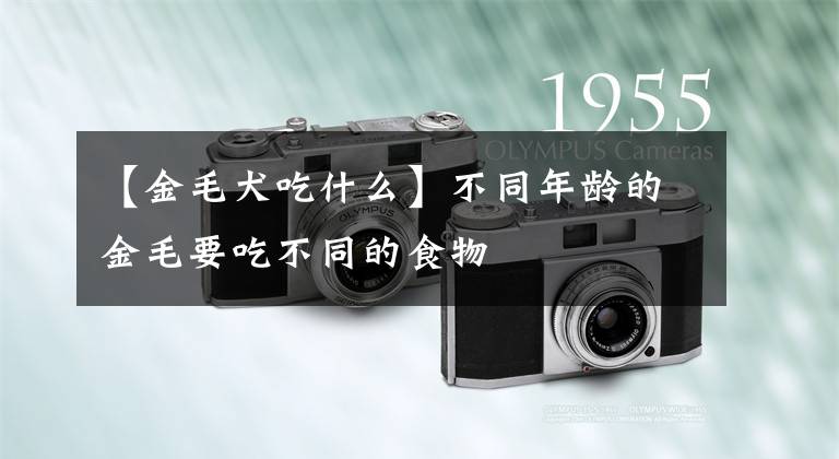 【金毛犬吃什么】不同年龄的金毛要吃不同的食物