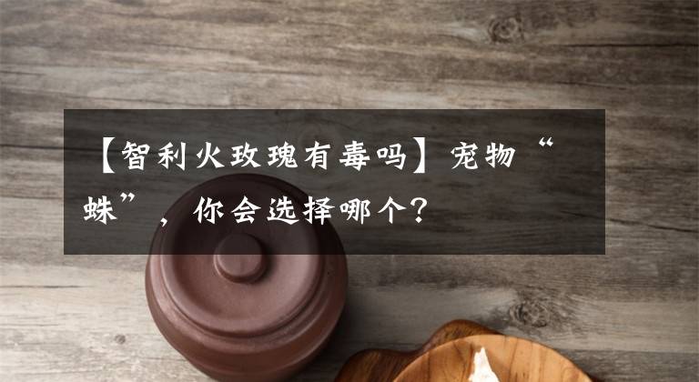 【智利火玫瑰有毒吗】宠物“蛛”，你会选择哪个？