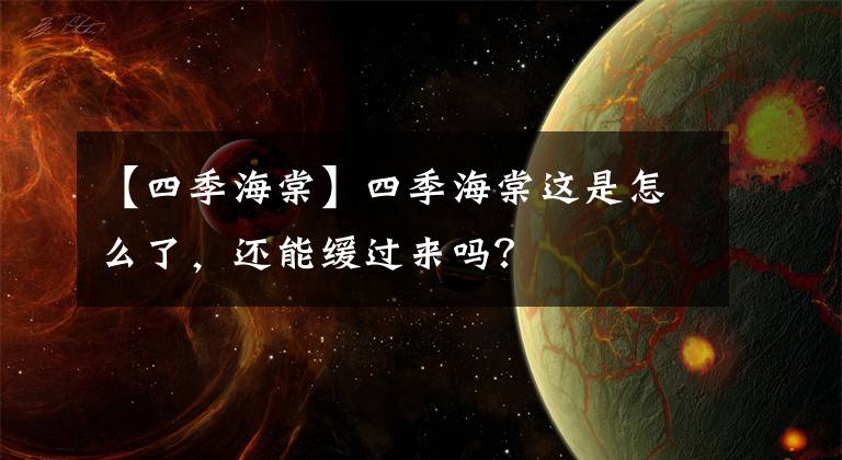 【四季海棠】四季海棠这是怎么了，还能缓过来吗？