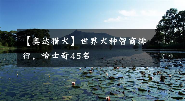 【奥达猎犬】世界犬种智商排行，哈士奇45名