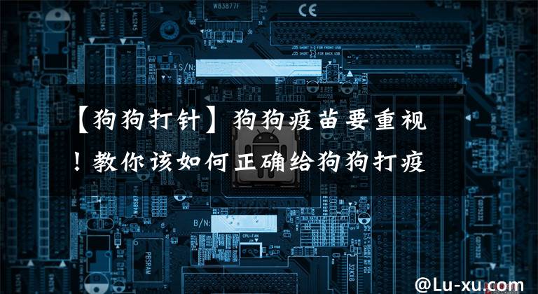 【狗狗打针】狗狗疫苗要重视！教你该如何正确给狗狗打疫苗
