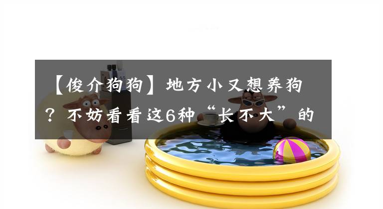 【俊介狗狗】地方小又想养狗？不妨看看这6种“长不大”的狗，简直太适合