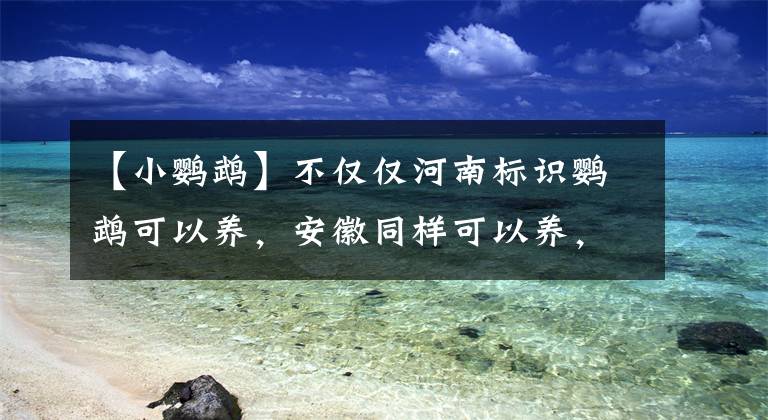 【小鹦鹉】不仅仅河南标识鹦鹉可以养，安徽同样可以养，其他省份也可以申请