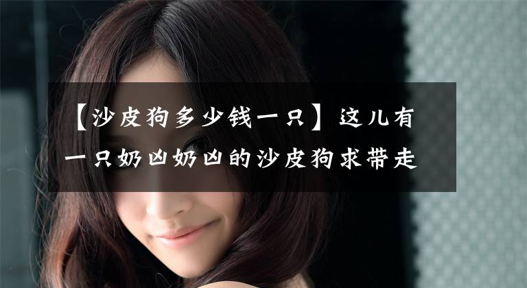 【沙皮狗多少钱一只】这儿有一只奶凶奶凶的沙皮狗求带走，快来领走吧！