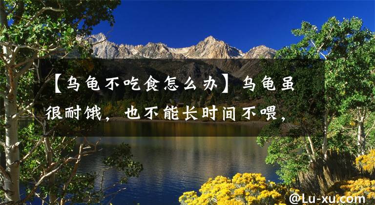 【乌龟不吃食怎么办】乌龟虽很耐饿，也不能长时间不喂，乌龟一般多少天会饿死