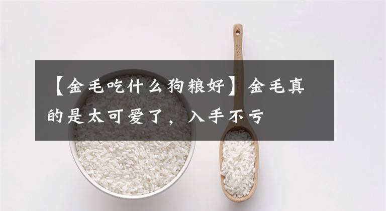 【金毛吃什么狗粮好】金毛真的是太可爱了，入手不亏