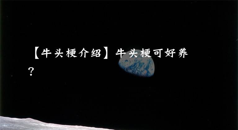 【牛头梗介绍】牛头梗可好养？