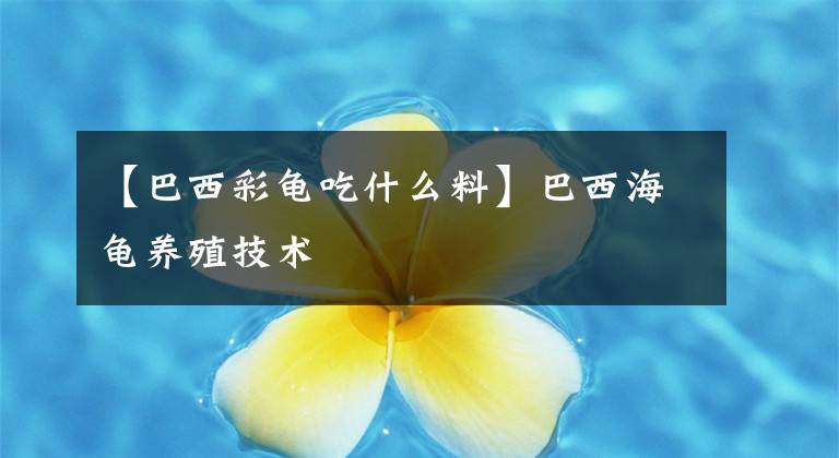 【巴西彩龟吃什么料】巴西海龟养殖技术