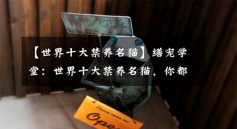 【世界十大禁养名猫】缮宠学堂：世界十大禁养名猫，你都了解吗？