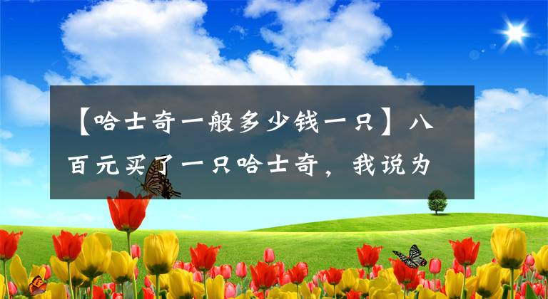 【哈士奇一般多少钱一只】八百元买了一只哈士奇，我说为什么这么便宜，原来另有隐情