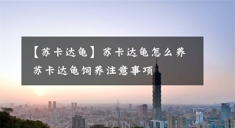 【苏卡达龟】苏卡达龟怎么养 苏卡达龟饲养注意事项