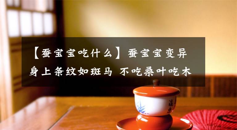 【蚕宝宝吃什么】蚕宝宝变异身上条纹如斑马 不吃桑叶吃木薯叶和蓖麻叶