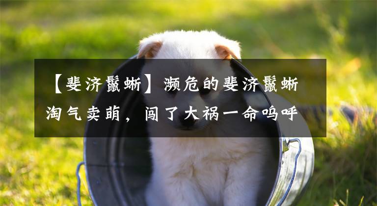 【斐济鬣蜥】濒危的斐济鬣蜥淘气卖萌，闯了大祸一命呜呼