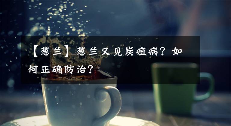 【葱兰】葱兰又见炭疽病？如何正确防治？