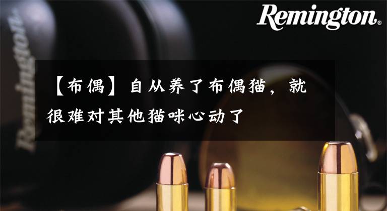 【布偶】自从养了布偶猫，就很难对其他猫咪心动了