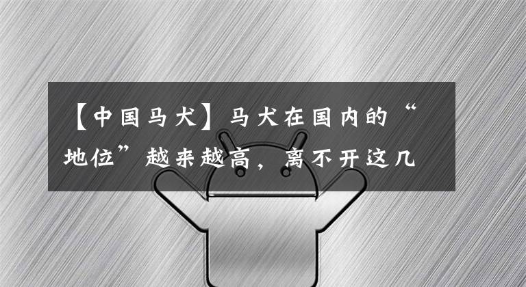 【中国马犬】马犬在国内的“地位”越来越高，离不开这几个优点