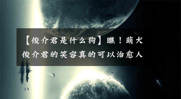 【俊介君是什么狗】瞧！萌犬俊介君的笑容真的可以治愈人心啊