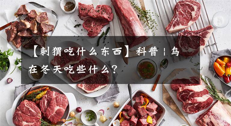 【刺猬吃什么东西】科普 | 鸟在冬天吃些什么？