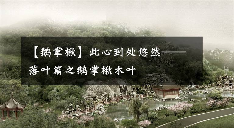 【鹅掌楸】此心到处悠然——落叶篇之鹅掌楸木叶
