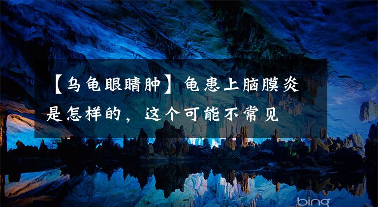 【乌龟眼睛肿】龟患上脑膜炎是怎样的，这个可能不常见