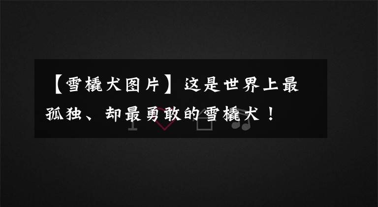 【雪橇犬图片】这是世界上最孤独、却最勇敢的雪橇犬！