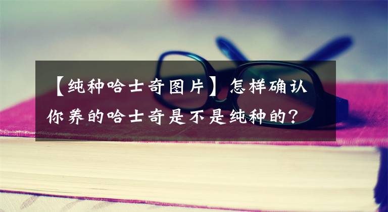 【纯种哈士奇图片】怎样确认你养的哈士奇是不是纯种的？看纯种哈士奇如何犯二