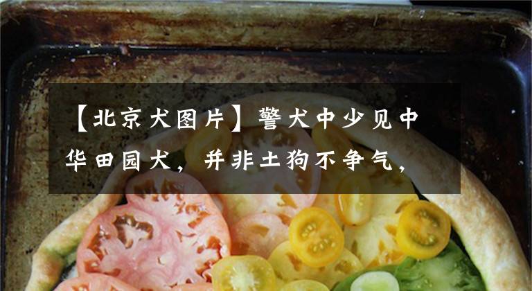 【北京犬图片】警犬中少见中华田园犬，并非土狗不争气，只因训犬成本太高！