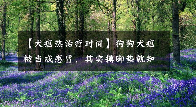 【犬瘟热治疗时间】狗狗犬瘟被当成感冒，其实摸脚垫就知道，致死率高不容忽视！
