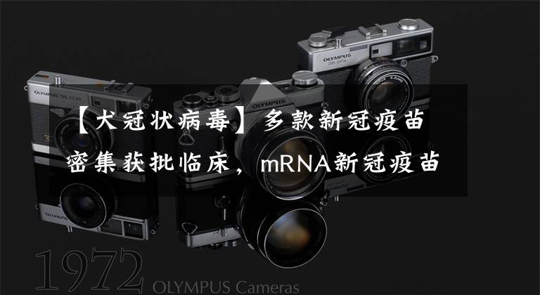 【犬冠状病毒】多款新冠疫苗密集获批临床，mRNA新冠疫苗赛道竞争日趋激烈