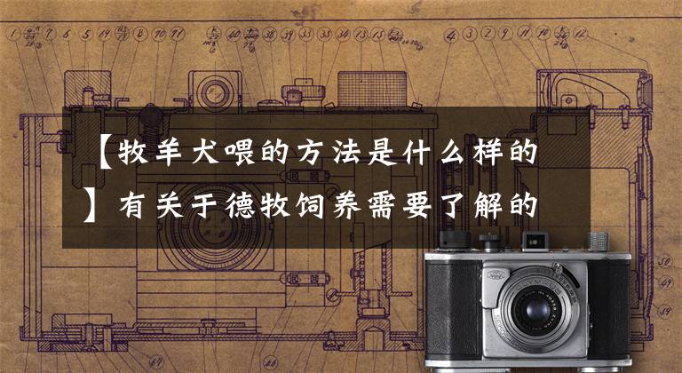 【牧羊犬喂的方法是什么样的】有关于德牧饲养需要了解的哺乳知识，特别是口授和食物方面的知识。
