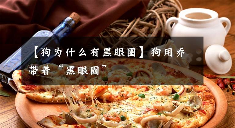 【狗为什么有黑眼圈】狗用乔带着“黑眼圈”