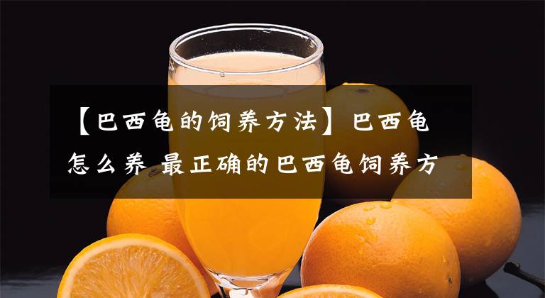 【巴西龟的饲养方法】巴西龟怎么养 最正确的巴西龟饲养方法
