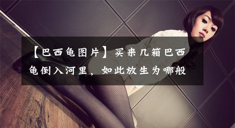 【巴西龟图片】买来几箱巴西龟倒入河里，如此放生为哪般？钓友：无知者愚昧