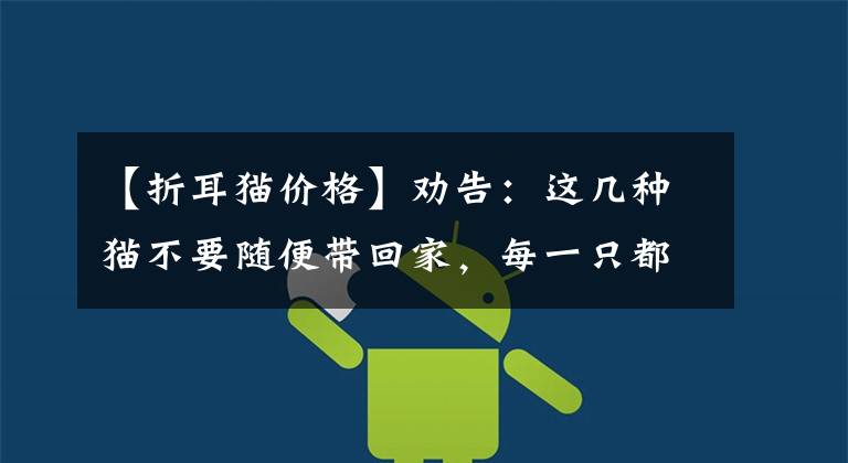 【折耳猫价格】劝告：这几种猫不要随便带回家，每一只都“很难养”