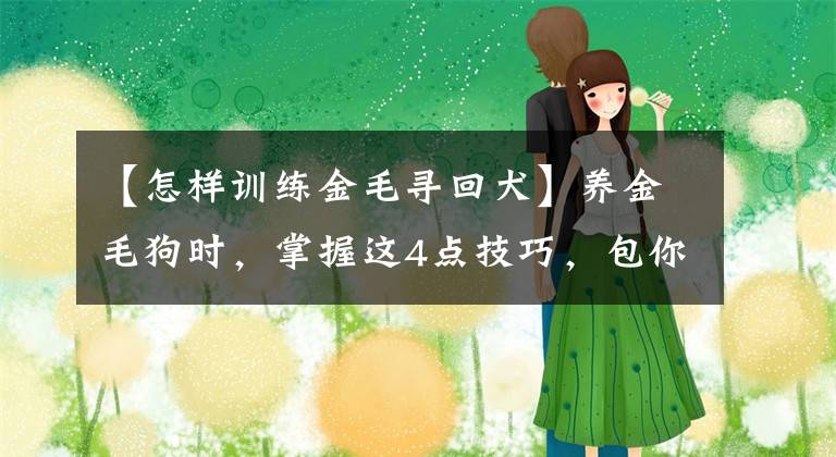 【怎样训练金毛寻回犬】养金毛狗时，掌握这4点技巧，包你养出来金毛聪明又乖巧，快试试