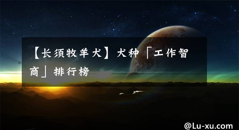 【长须牧羊犬】犬种「工作智商」排行榜