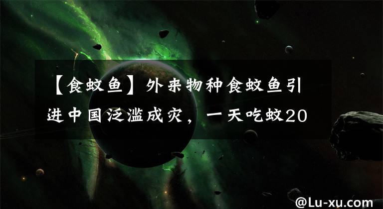 【食蚊鱼】外来物种食蚊鱼引进中国泛滥成灾，一天吃蚊2000只，现在如何了？