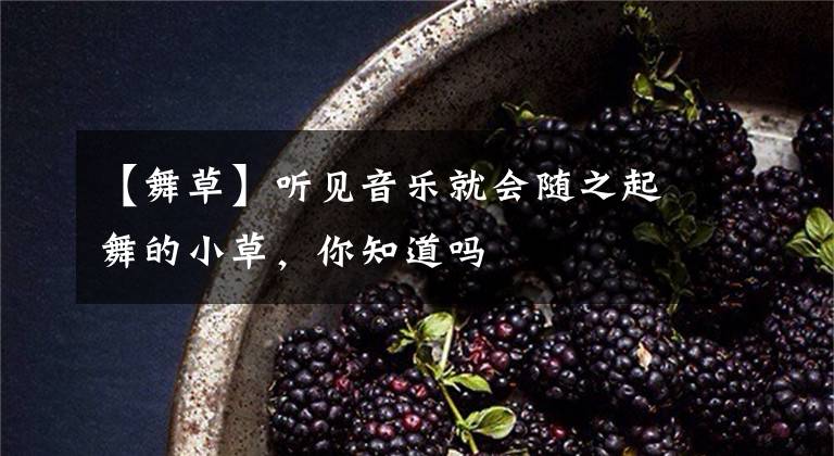 【舞草】听见音乐就会随之起舞的小草，你知道吗