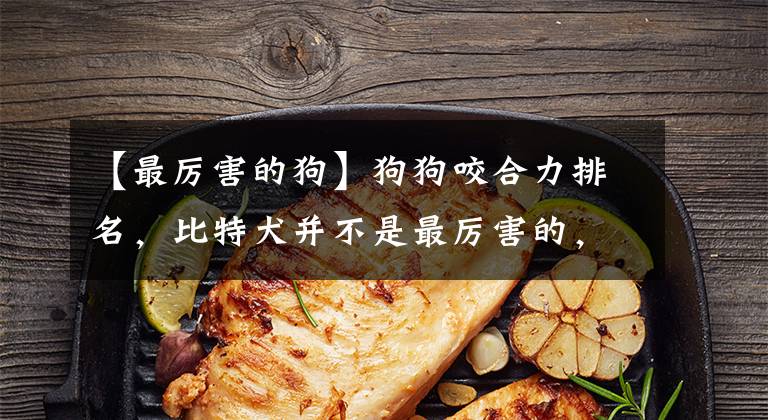 【最厉害的狗】狗狗咬合力排名，比特犬并不是最厉害的，比它厉害的猛犬真不少