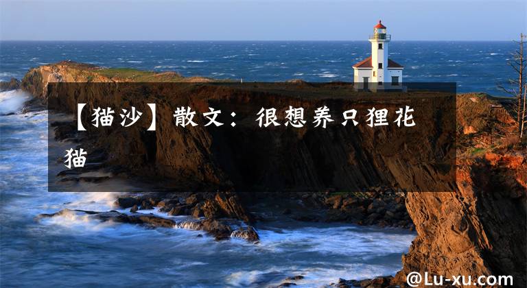 【猫沙】散文：很想养只狸花猫