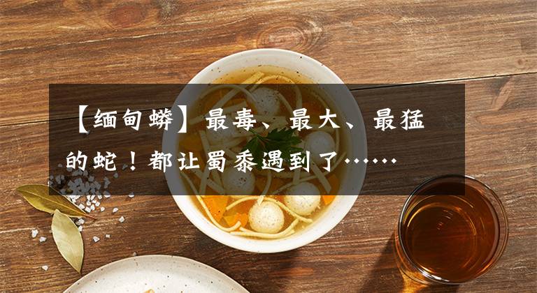 【缅甸蟒】最毒、最大、最猛的蛇！都让蜀黍遇到了……