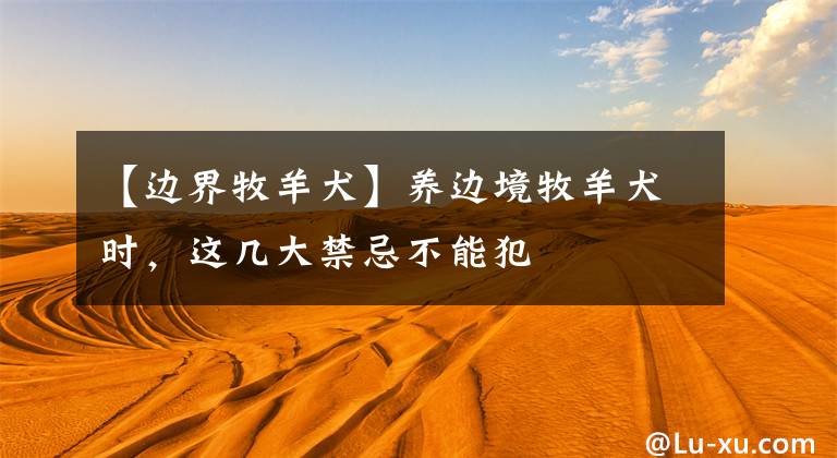 【边界牧羊犬】养边境牧羊犬时，这几大禁忌不能犯