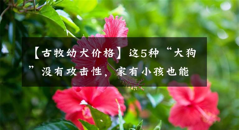 【古牧幼犬价格】这5种“大狗”没有攻击性，家有小孩也能养