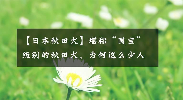 【日本秋田犬】堪称“国宝”级别的秋田犬，为何这么少人养？这6点是主要原因！