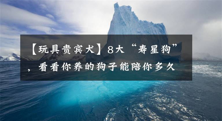 【玩具贵宾犬】8大“寿星狗”，看看你养的狗子能陪你多久