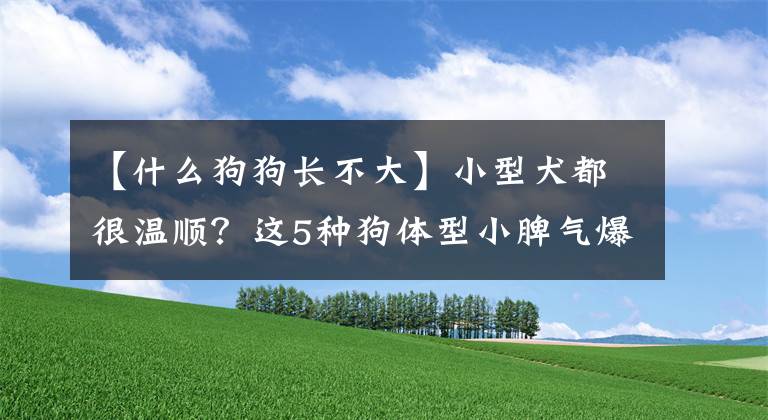 【什么狗狗长不大】小型犬都很温顺？这5种狗体型小脾气爆，外人没事别招惹