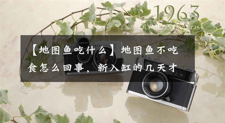 【地图鱼吃什么】地图鱼不吃食怎么回事，新入缸的几天才能吃食