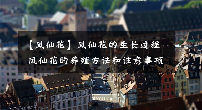 【凤仙花】凤仙花的生长过程 凤仙花的养殖方法和注意事项 凤仙花的花语